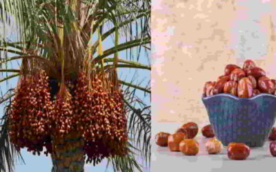 इस समय खजूर खाने से शरीर में होती है गजब बदलाव। लोग पूछेंगे क्या है राज-