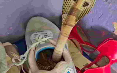 बिहार समस्तीपुर में एक घर के बाहर रखे जूते में छिपा था विशालकाय जहरीला सांप