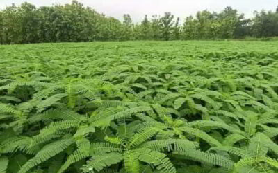 Business Idea: इस फसल की खेती से किसान भाई कर सकते हैं मोटी कमाई, साथ ही सरकार से मिलेगी आर्थिक मदद