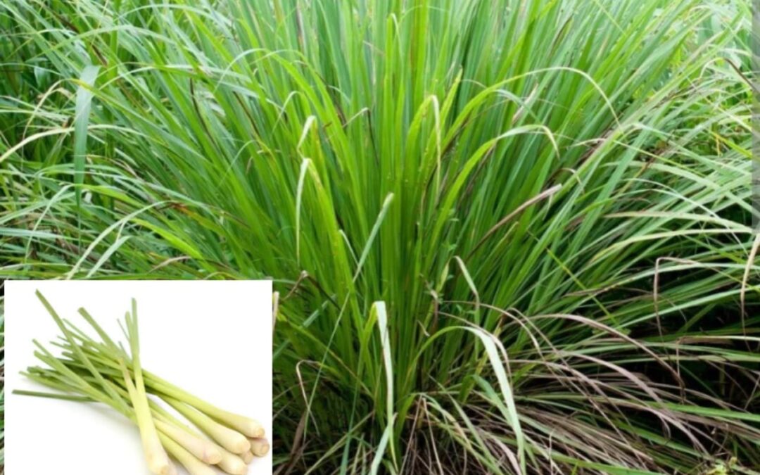 Lemongrass Business Idea: 20 हजार रूपये लगाकर शुरू कीजिए लेमनग्रास की खेती, बंपर कमाई से चमक उठेगी किस्मत-