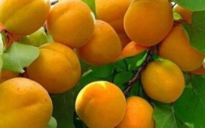 SUKHI KHABUNI DRY FRUIT: अब काजू बादाम छोड़िए, इस ड्राई फ्रूट का करें सेवन जो दिल को रखेगा तंदरुस्त और हड्डियों को मजबूत